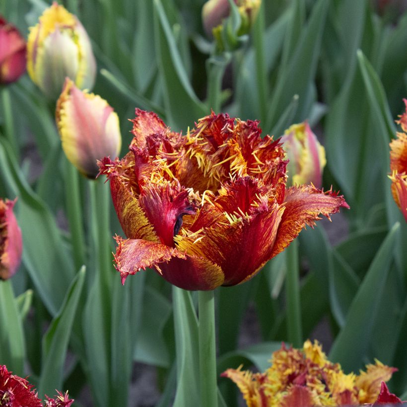 Gefranste Tulpe Bastia (Blüte)