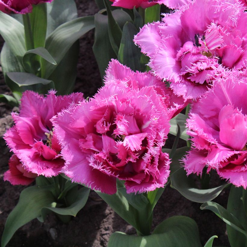 Gefranste Tulpe Match Point (Blüte)