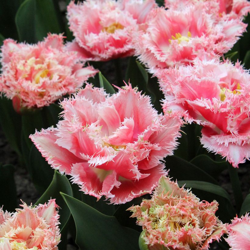 Gefranste Tulpe Queensland (Blüte)