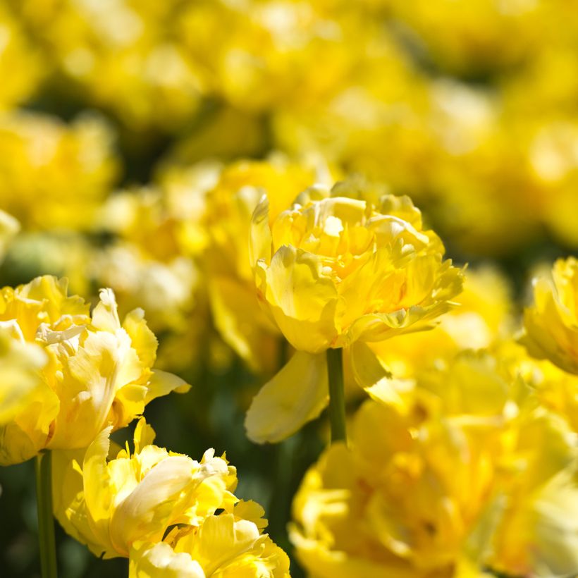 Frühe Gefüllte Tulpe Yellow Margarita (Blüte)