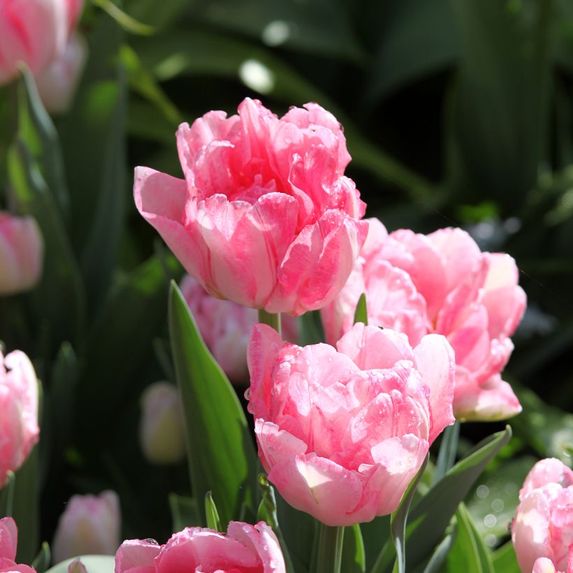 Frühe Gefüllte Tulpe Foxtrot (Blüte)