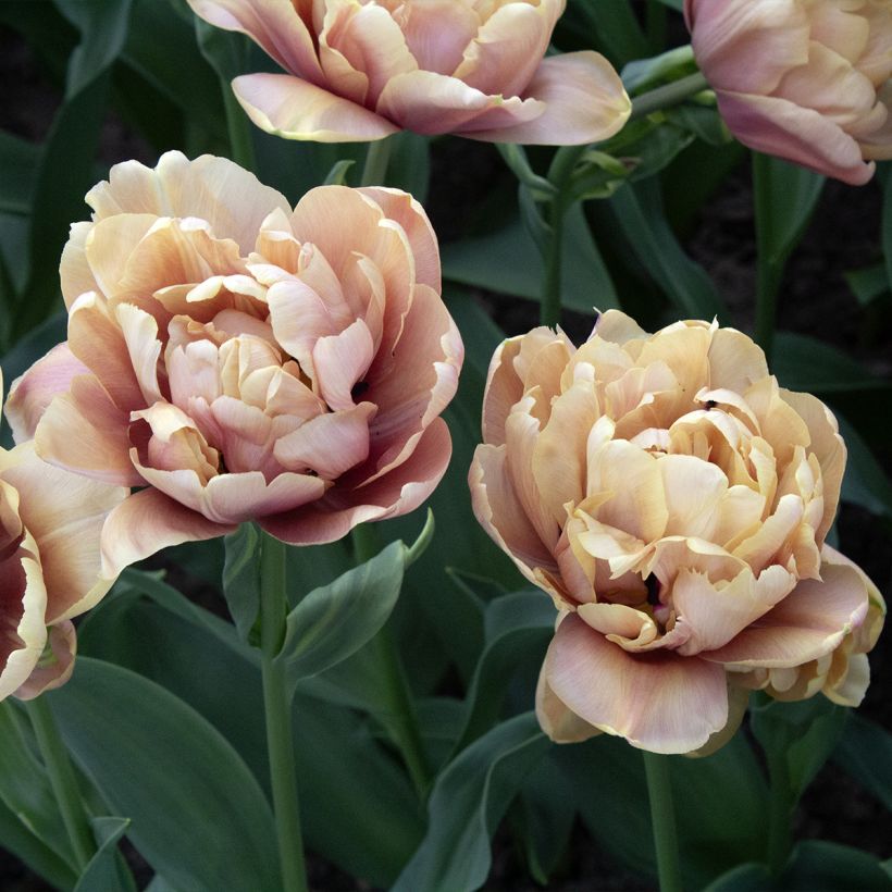 Frühe Gefüllte Tulpe La Belle Epoque (Blüte)