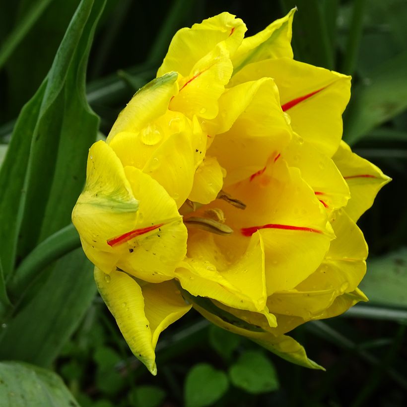 Frühe Gefüllte Tulpe Monsella (Flowering)