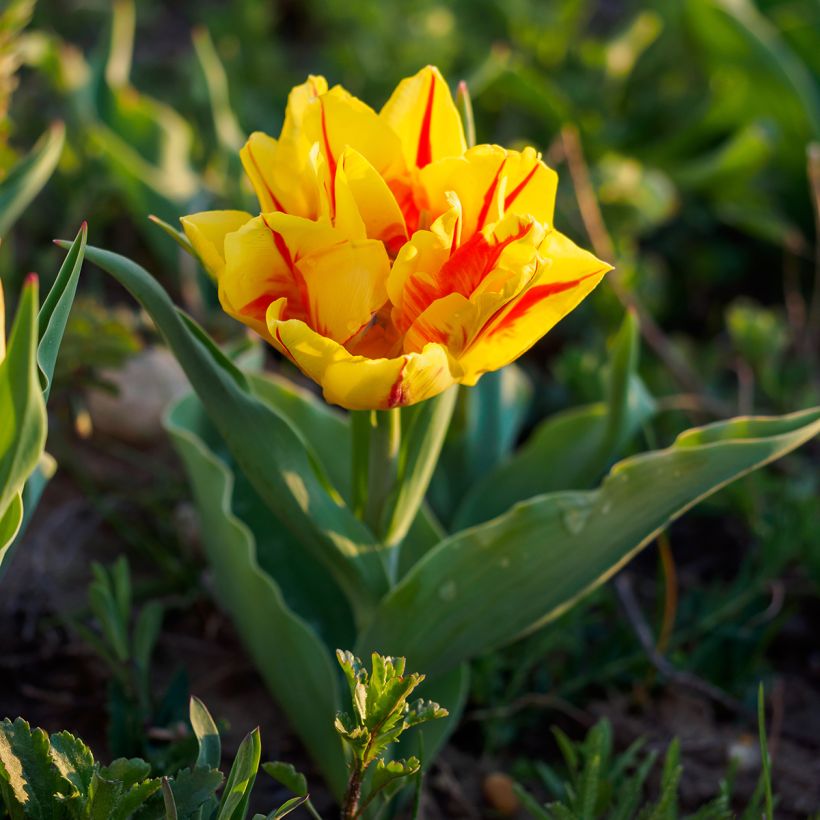 Frühe Gefüllte Tulpe Monsella (Plant habit)