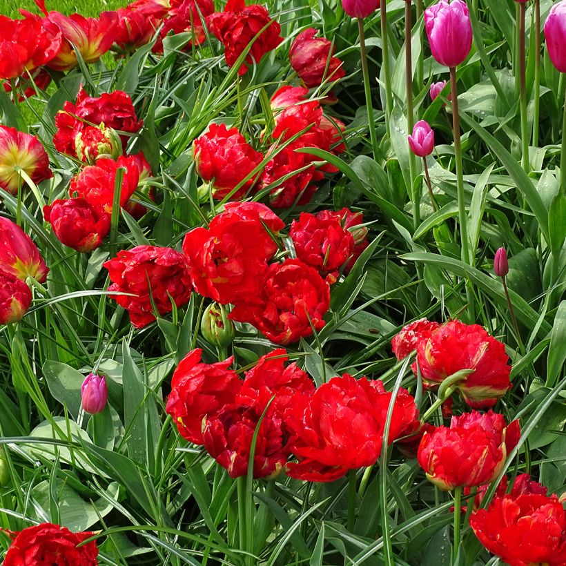 Frühe Gefüllte Tulpe Viking (Wuchs)