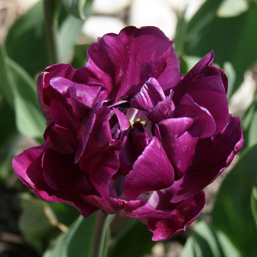 Tulipe double tardive Negrita Double (Blüte)