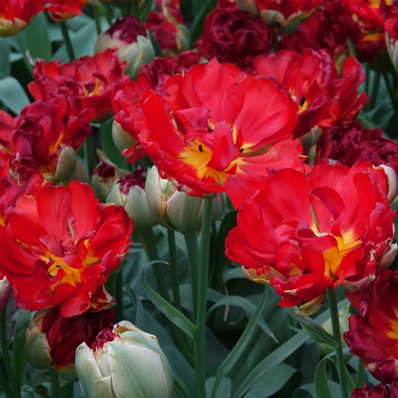 Späte Gefüllte Tulpe Pop Up Red (Blüte)
