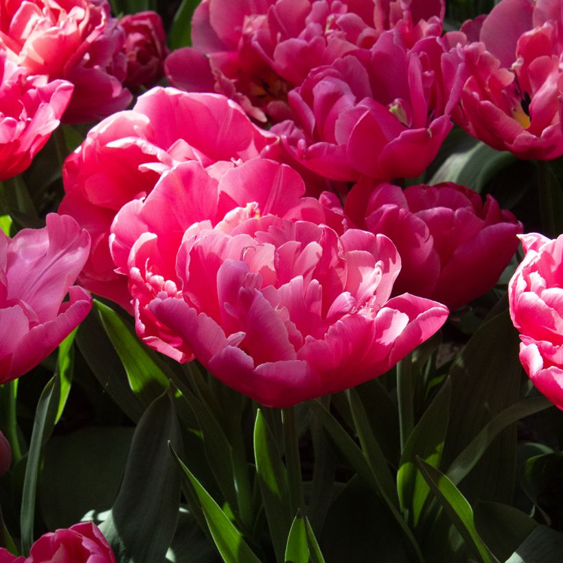 Späte Gefüllte Tulpe Sunset Tropical (Blüte)