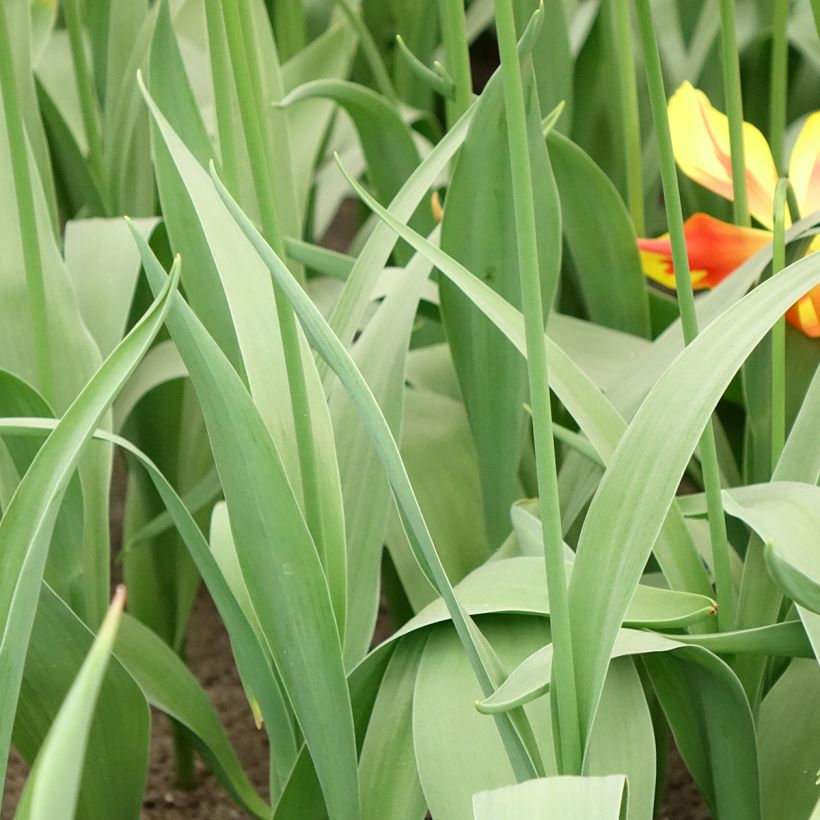 Lilienblütige Tulpe Fire Wings (Laub)