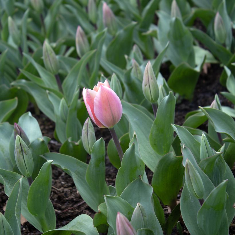 Tulipa fosteriana Albert Heijn (Blüte)