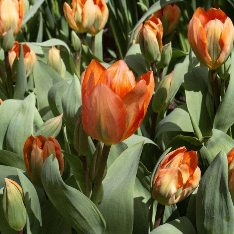Tulipa fosteriana Orange Emperor (Flowering)