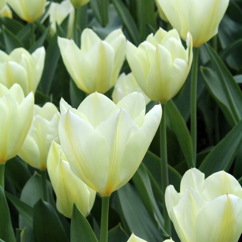 Tulipa fosteriana Purissima (Blüte)