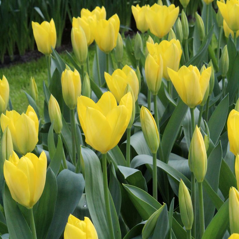 Tulipa fosteriana Sweetheart (Blüte)