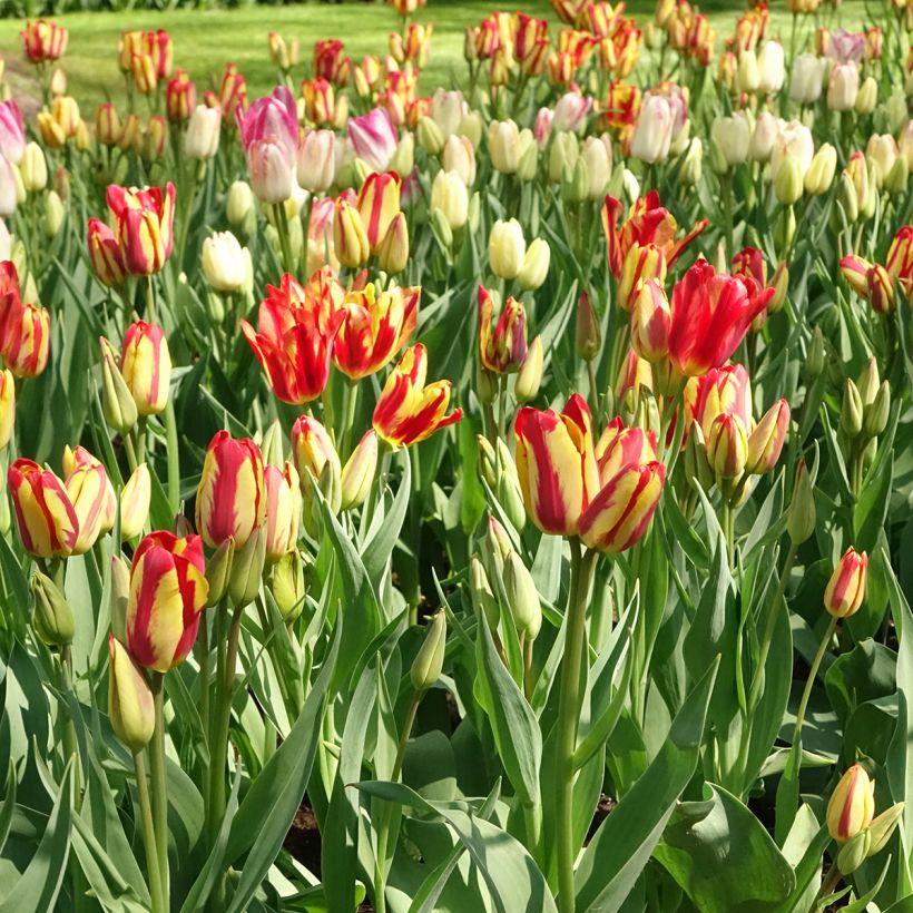 Mehrblütige Tulpe Sunshine Club (Wuchs)