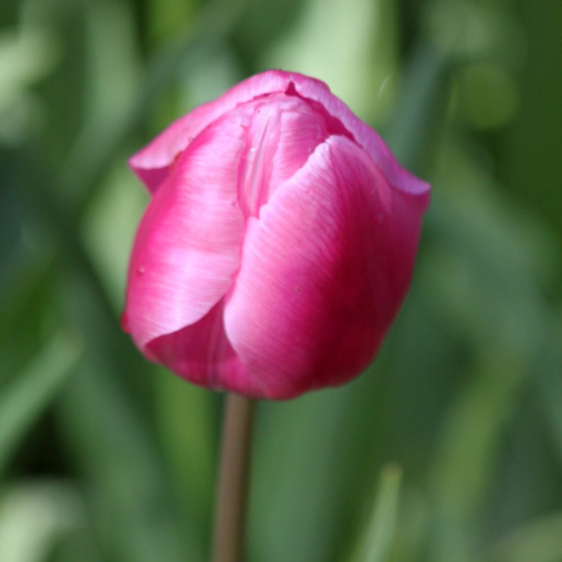 Frühe Einfache Tulpe Aafke (Blüte)