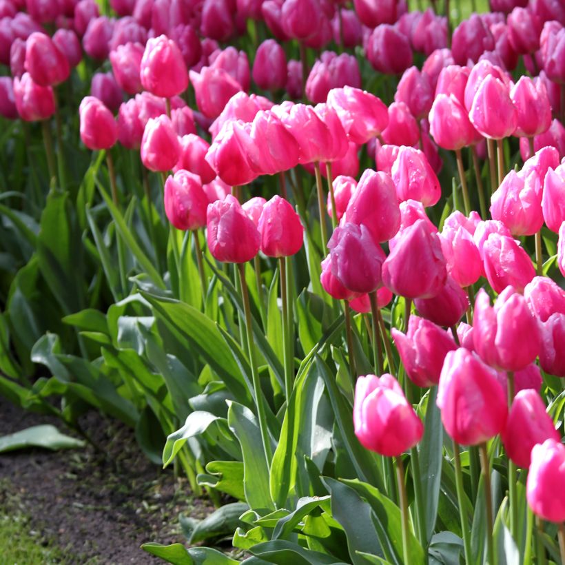 Frühe Einfache Tulpe Aafke (Wuchs)