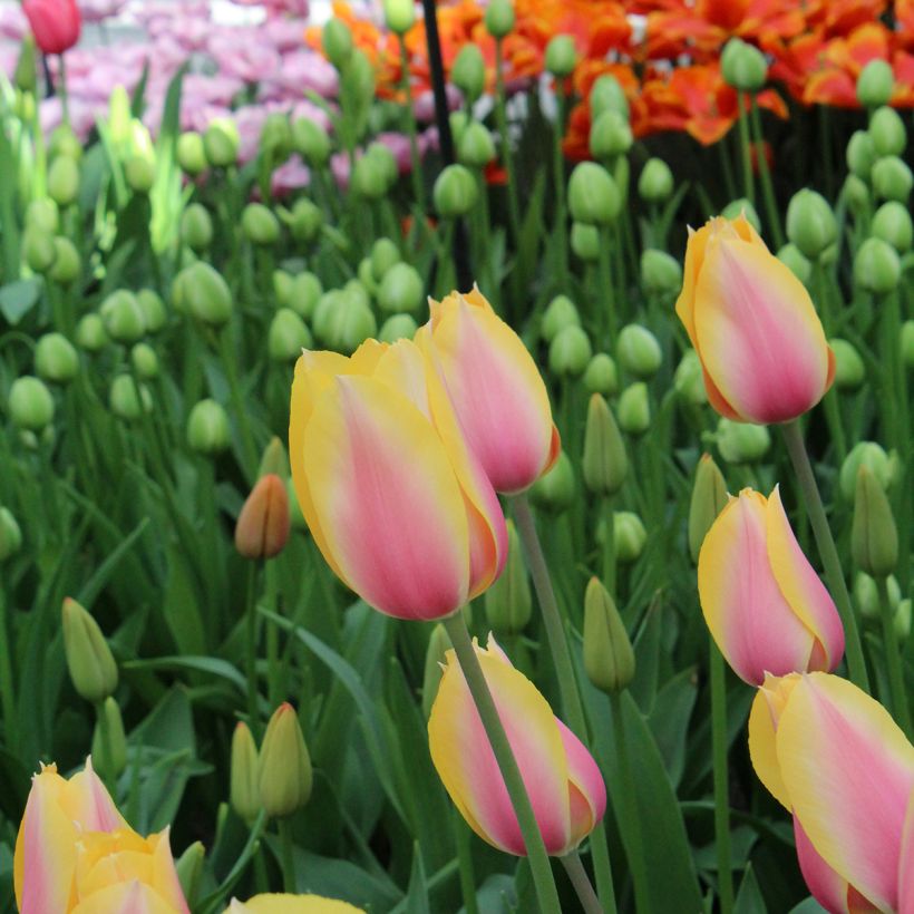Späte Einfache Tulpe Blushing Lady (Flowering)