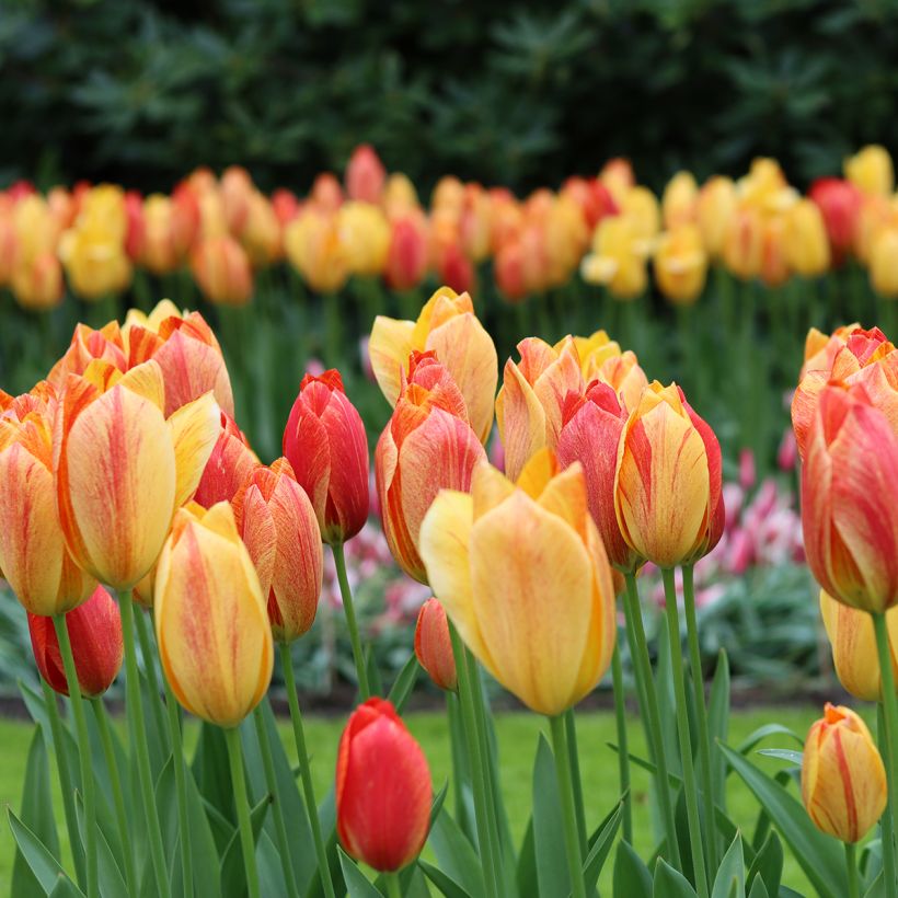 Späte Einfache Tulpe Rhapsody of Smiles (Wuchs)