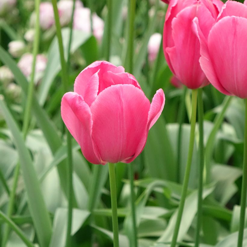 Späte Einfache Tulpe Yosemite (Blüte)