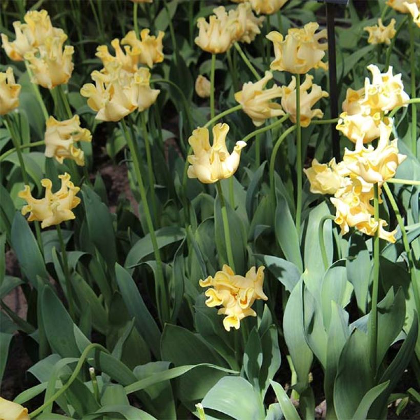 Triumph-Tulpe Yellow Crown (Wuchs)