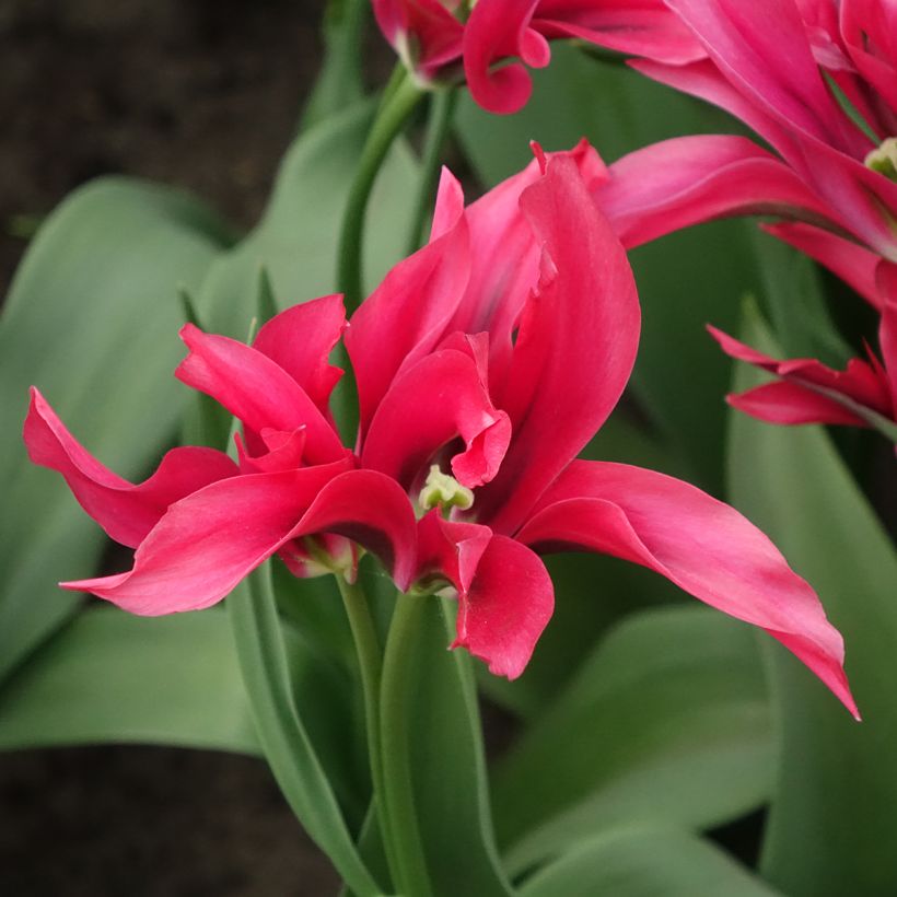 Viridiflora-Tulpe Doll's Minuet (Blüte)