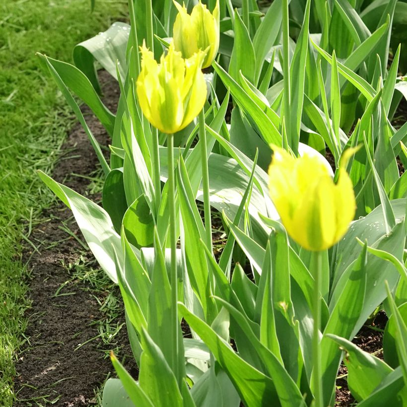 Viridiflora-Tulpe Green Mile (Wuchs)