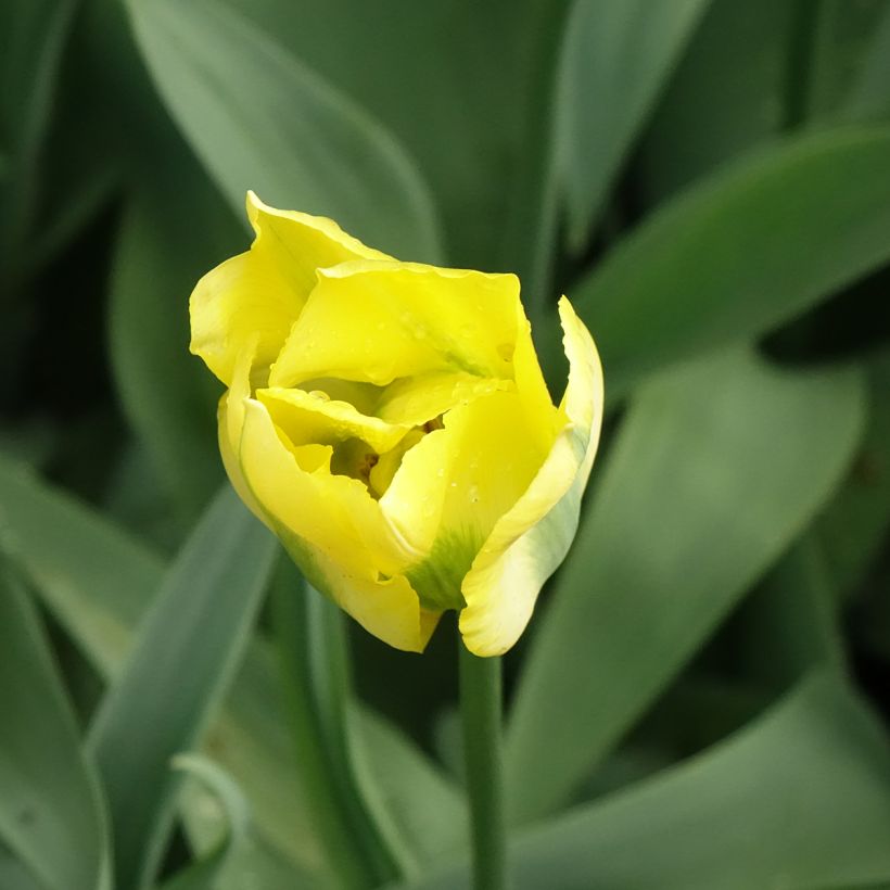 Viridiflora-Tulpe Yellow Spring Green (Blüte)