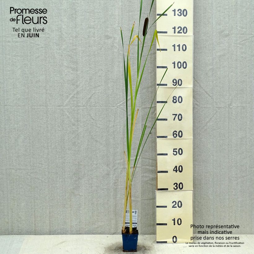 Exemplar von Typha angustifolia - Schmalblättriger Rohrkolben Kleine Töpfe von 8/9 cm wie im Sommer geliefert
