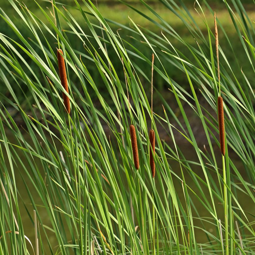 Typha angustifolia - Schmalblättriger Rohrkolben (Foliage)