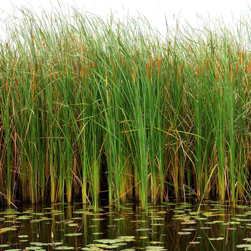 Typha angustifolia - Schmalblättriger Rohrkolben (Plant habit)
