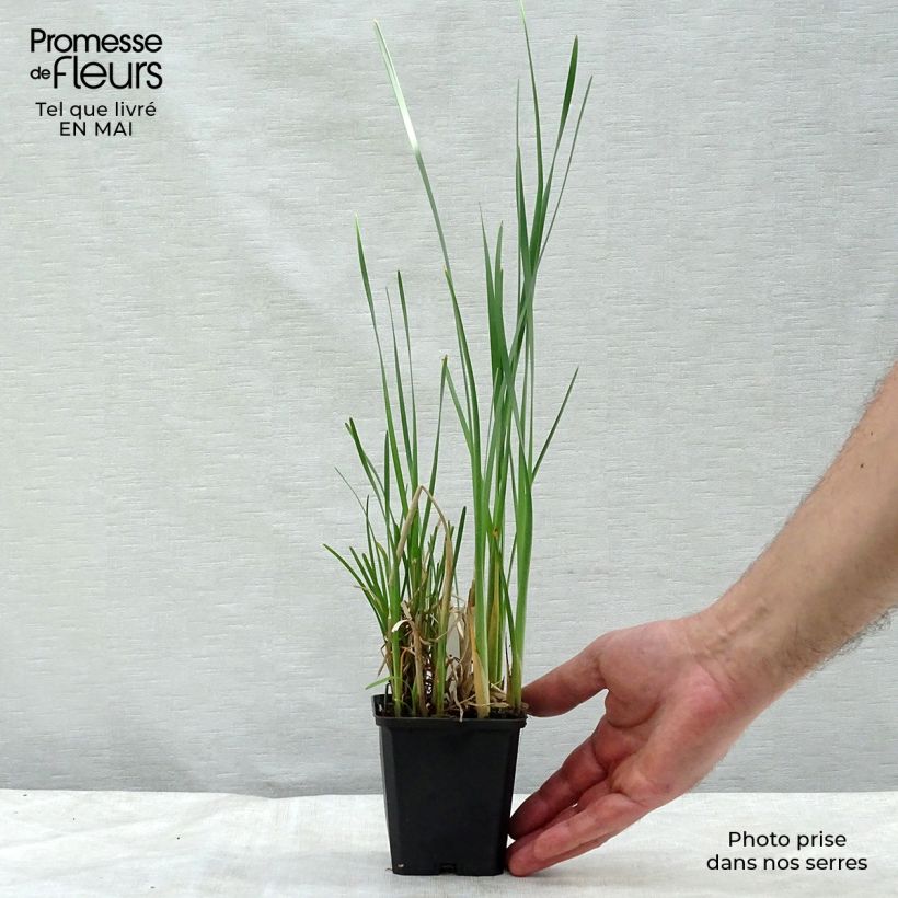 Example of Typha latifolia - Breitblättriger Rohrkolben Kleine Töpfe von 8/9 cm as you get in printemps