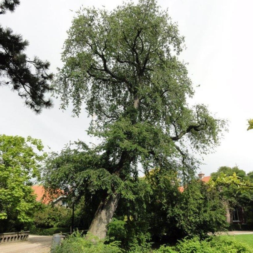 Feldulme Pendula - Ulmus carpinifolia (Wuchs)