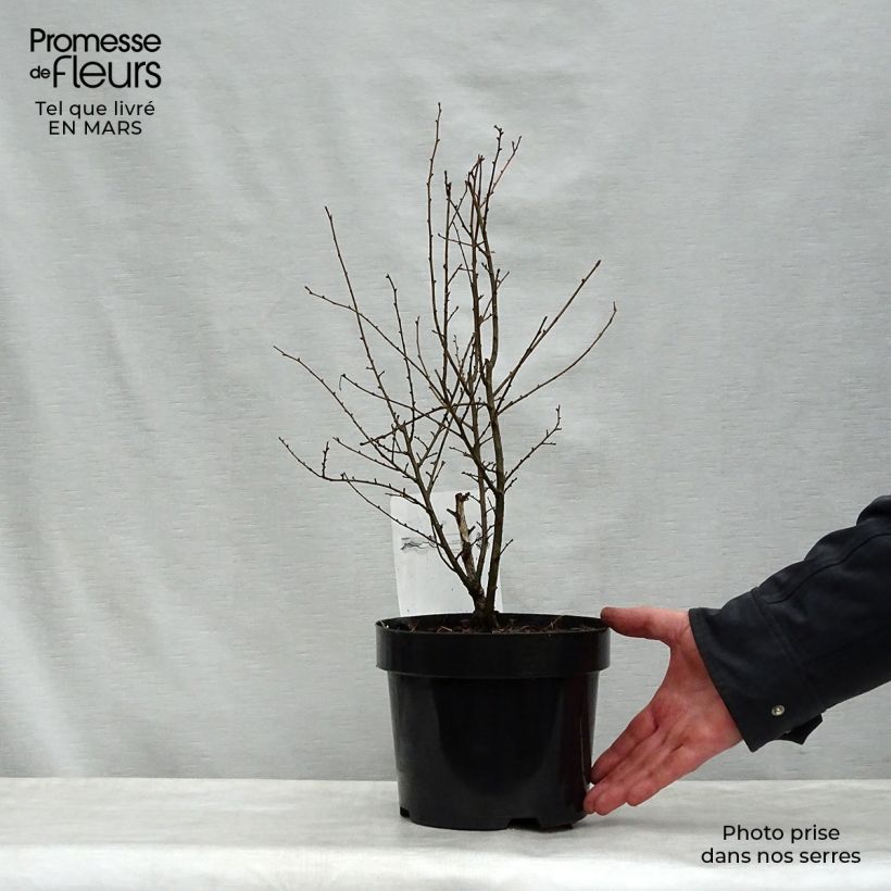 Example of Holländische Ulme Wredei - Ulmus hollandica Topf mit 3L/4L, Halbstamm as you get in printemps