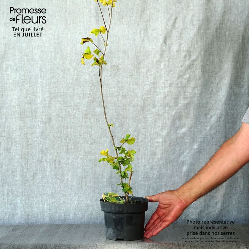 Exemplar von Holländische Ulme Wredei - Ulmus hollandica Topf mit 3L/4L, Halbstamm wie im Sommer geliefert