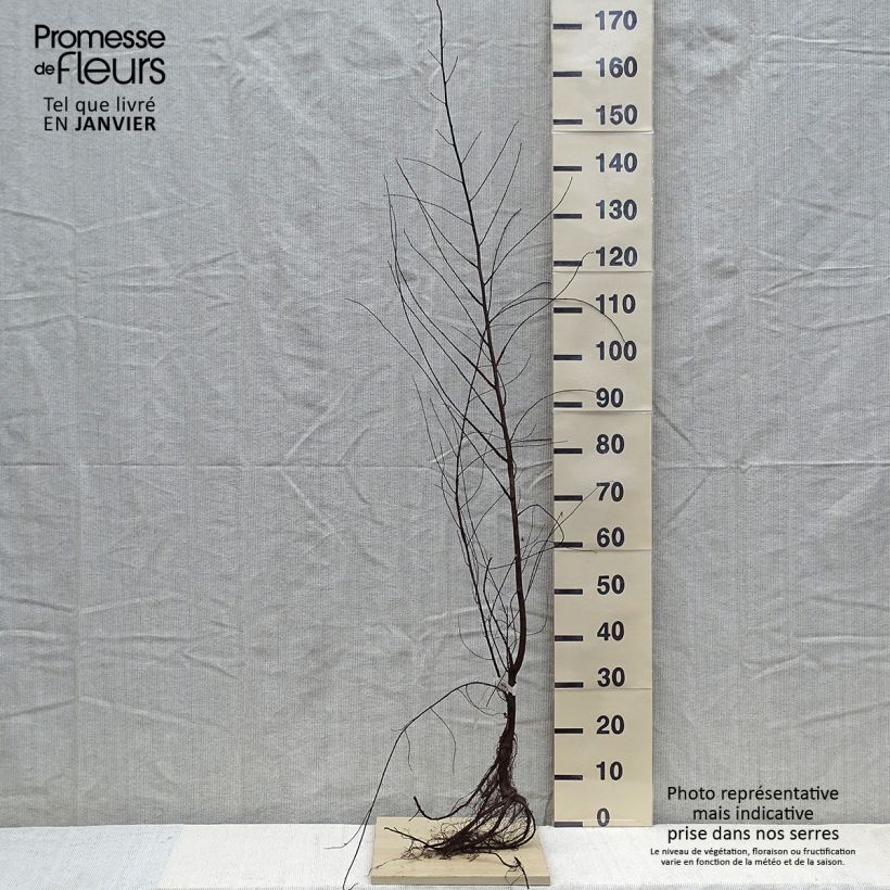 Exemplar von Feld-Ulme - Ulmus minor Wurzelnackt wie im Winter geliefert