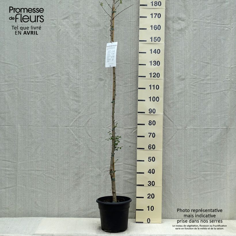 Exemplar von Zwerg-Ulme - Ulmus pumila Topf mit 7,5L/10L wie im Frühjahr geliefert