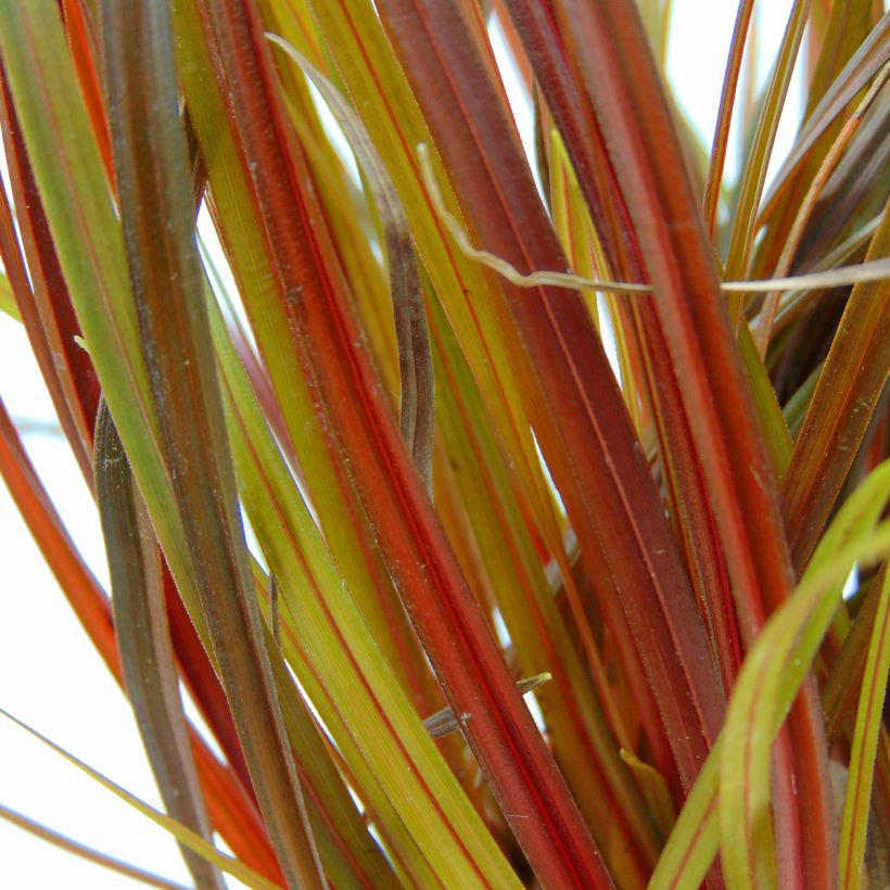 Uncinia rubra - Mahagonigras (Foliage)