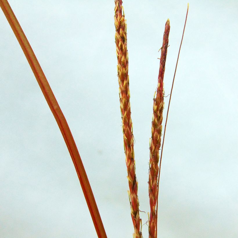 Uncinia rubra - Mahagonigras (Flowering)