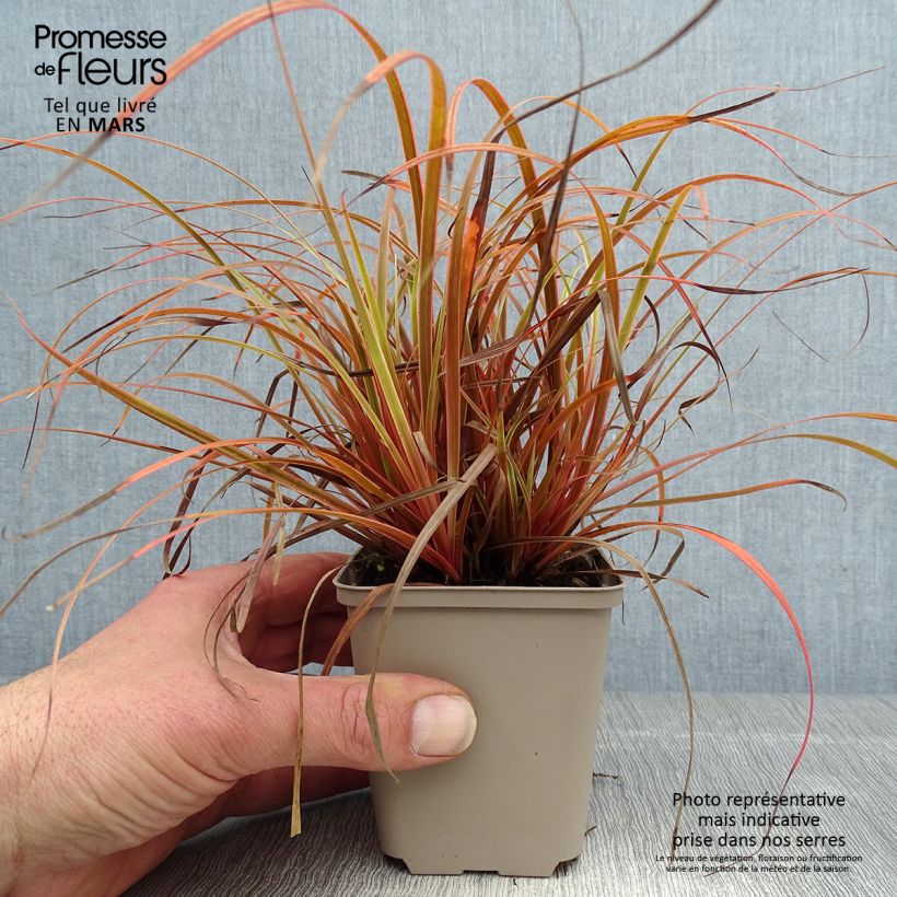Exemplar von Uncinia rubra Everflame - Mahagonigras Kleine Töpfe von 8/9 cm wie im Frühjahr geliefert