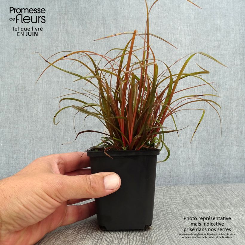 Exemplar von Uncinia rubra - Mahagonigras Kleine Töpfe von 8/9 cm wie im Sommer geliefert