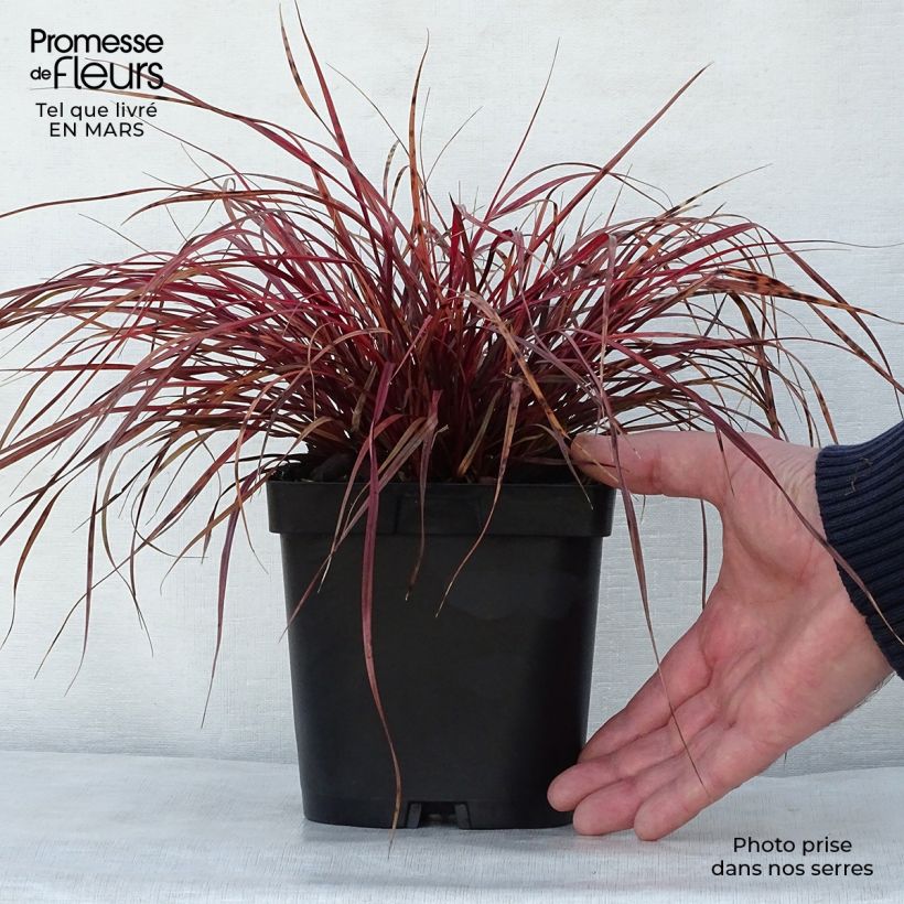 Example of Uncinia rubra - Mahagonigras Topf mit 2L/3L as you get in printemps