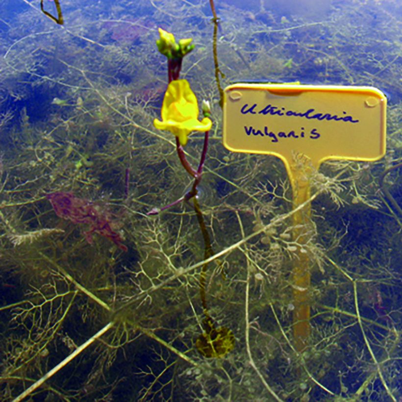 Utricularia vulgaris - Gemeiner Wasserschlauch (Wuchs)