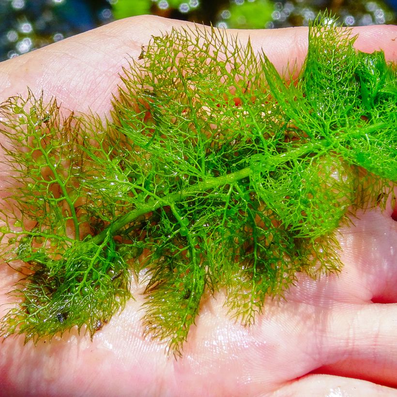Utricularia vulgaris - Gemeiner Wasserschlauch (Laub)