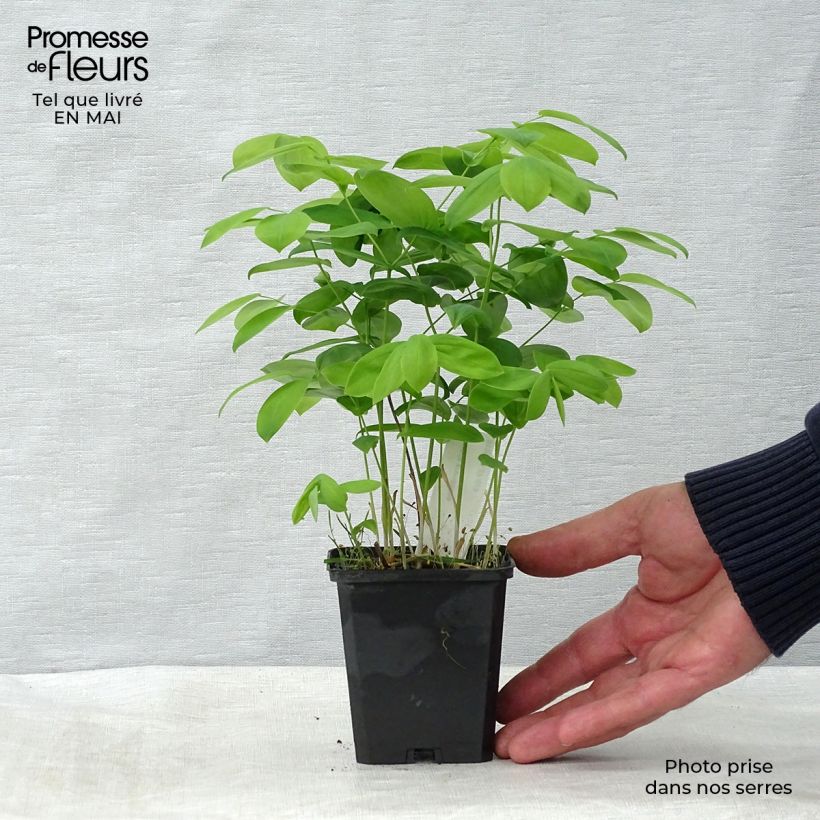 Exemplar von Uvularia grandiflora - Goldsiegel Kleine Töpfe von 8/9 cm wie im Frühjahr geliefert