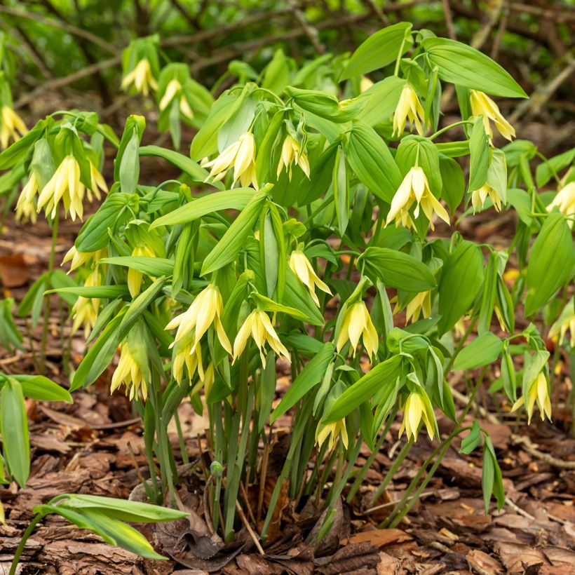 Uvularia grandiflora - Goldsiegel (Wuchs)