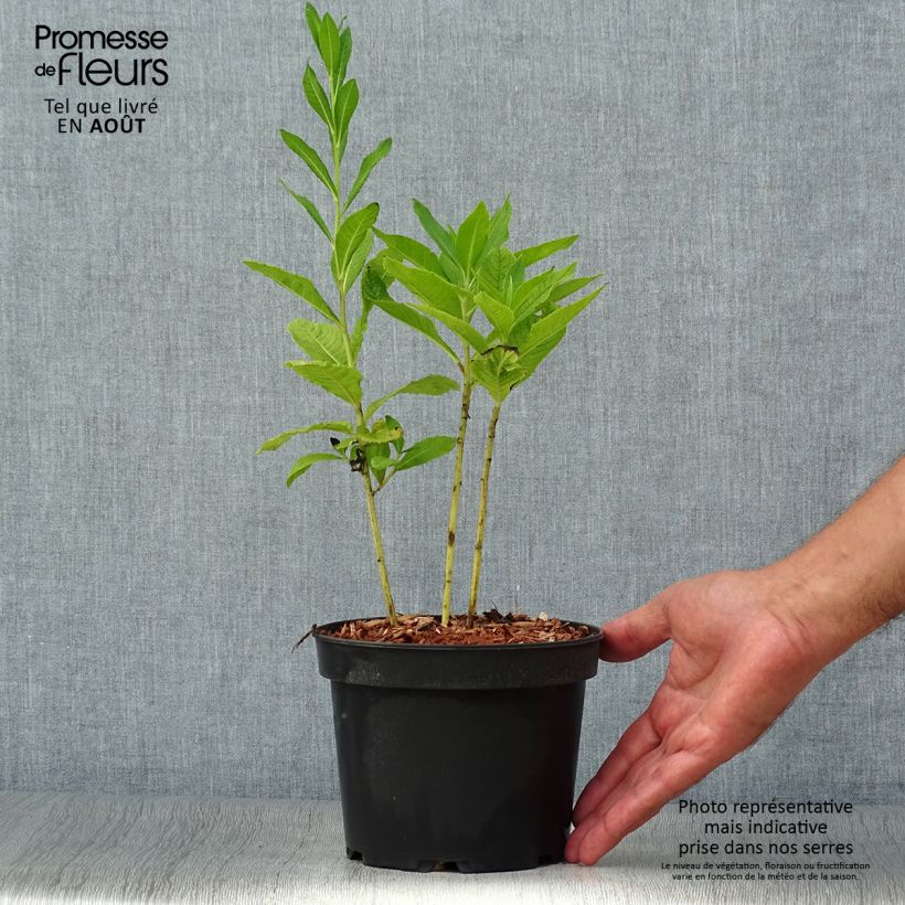 Exemplar von Vernonia noveboracensis White Lightning - Scheinaster Topf mit 2L/3L wie im Sommer geliefert