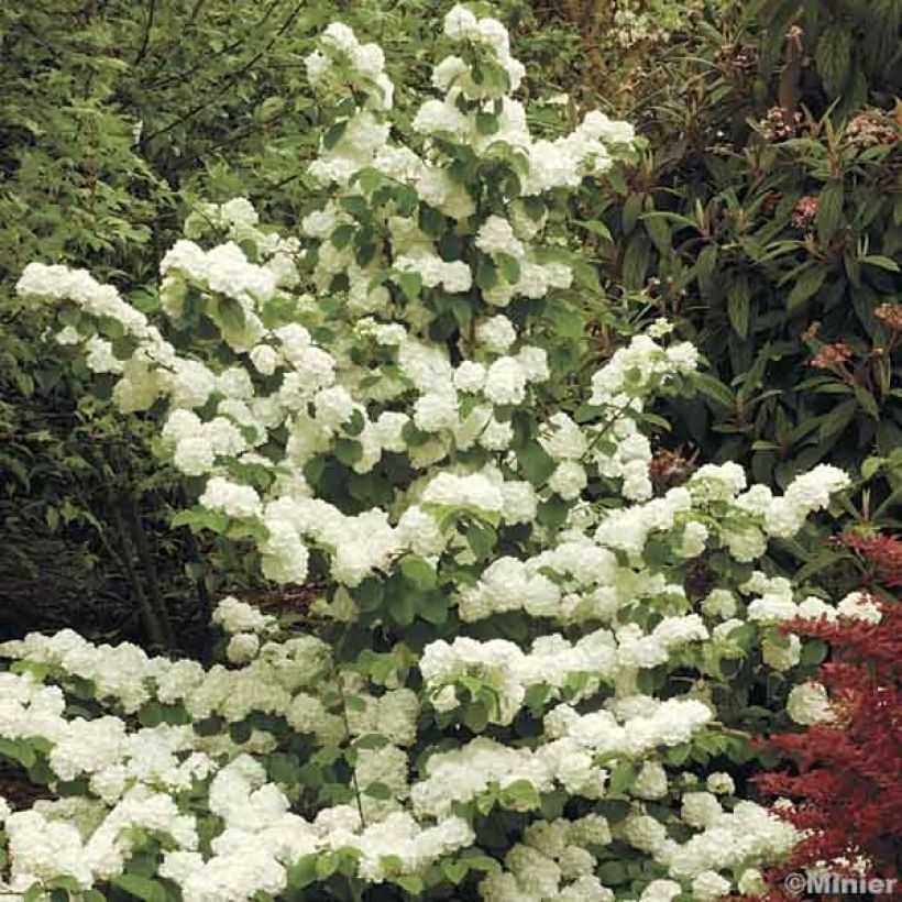 Japanischer Schneeball Popcorn - Viburnum plicatum (Wuchs)