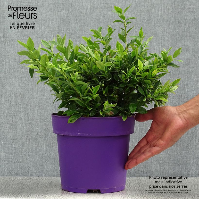 Exemplar von Amerikanische Blaubeere Tophat - Vaccinium Topf mit 4L/5L, Strauch wie im Herbst geliefert