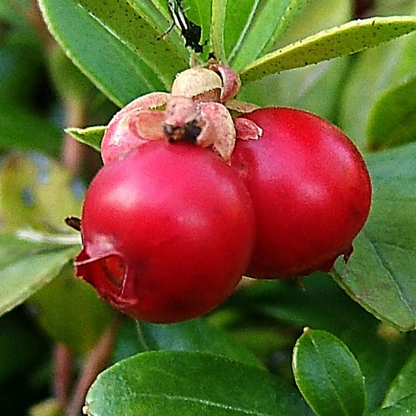 Vaccinium macrocarpon - Cranberry (Harvest)