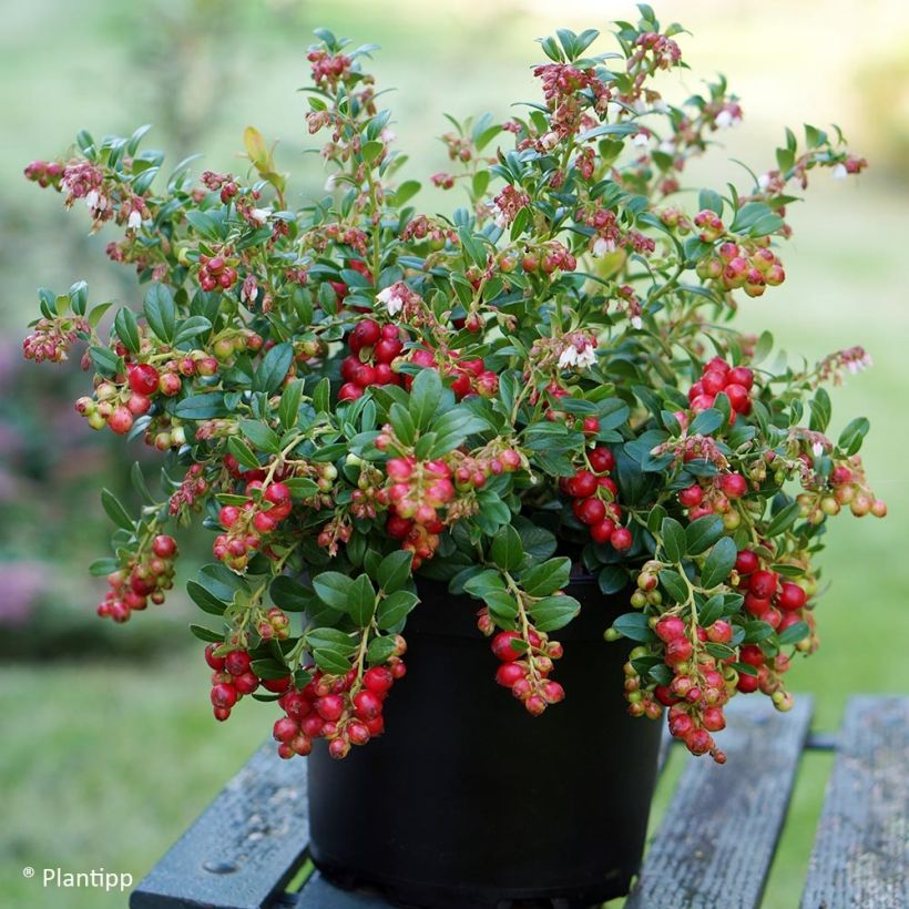 Preiselbeere FIREBALLS 'Lirome' - Vaccinium vitis-idaea (Wuchs)